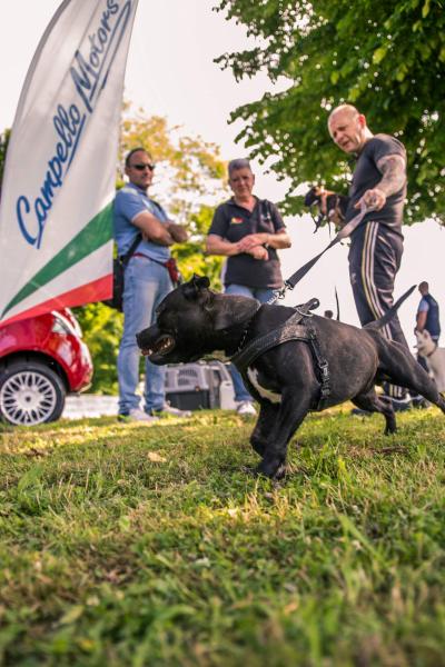 evento-agility-cani-campellomotors-02