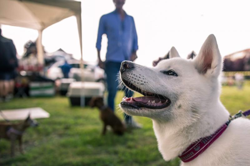 evento-agility-cani-campellomotors-04