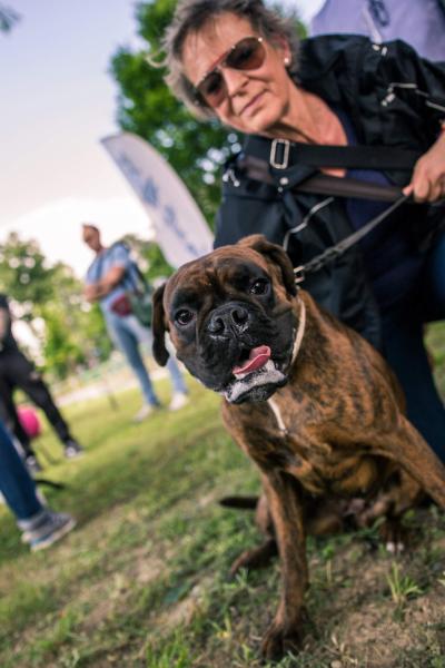 evento-agility-cani-campellomotors-06