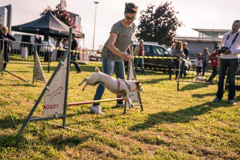 evento-agility-cani-campellomotors-106