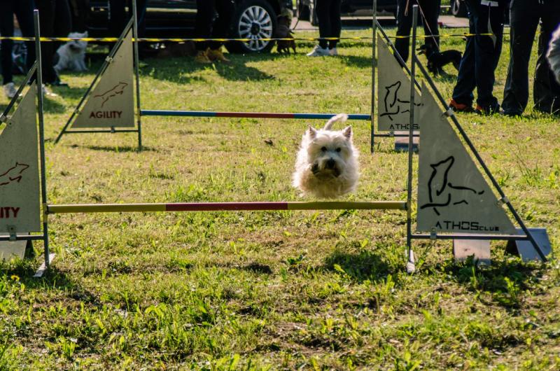 evento-agility-cani-campellomotors-132_0