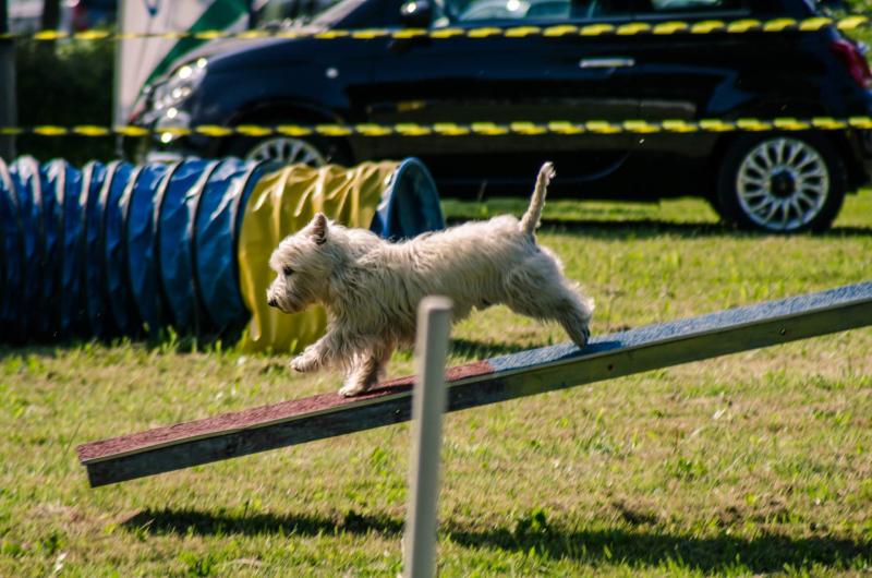 evento-agility-cani-campellomotors-134_0