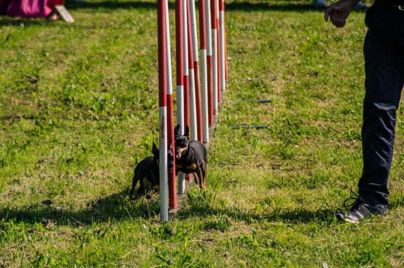 evento-agility-cani-campellomotors-140_0