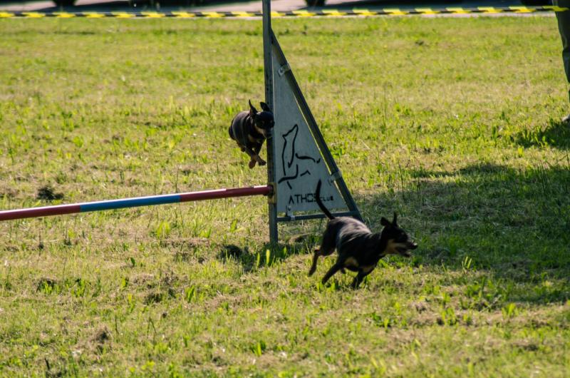 evento-agility-cani-campellomotors-144_0