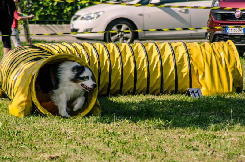 evento-agility-cani-campellomotors-149_0