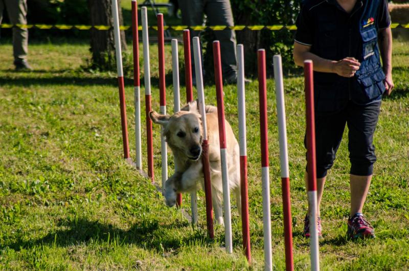 evento-agility-cani-campellomotors-151_0