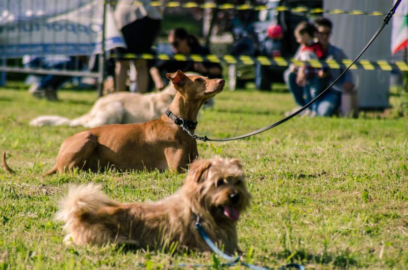 evento-agility-cani-campellomotors-157_0