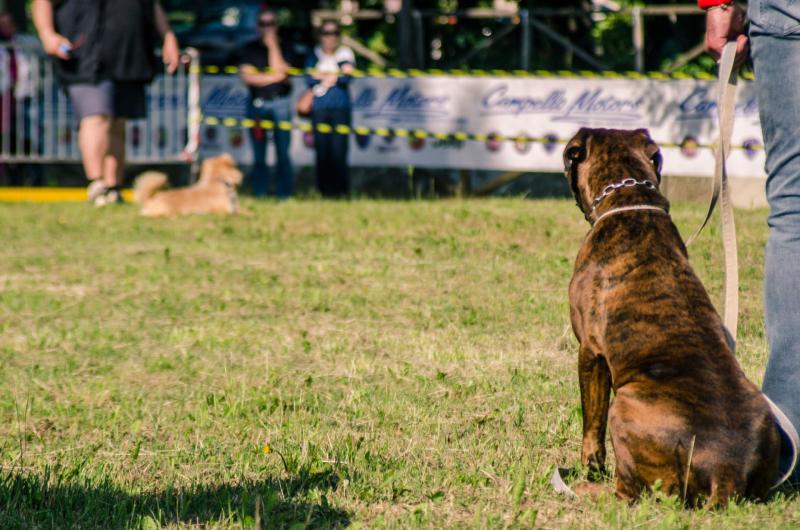 evento-agility-cani-campellomotors-160