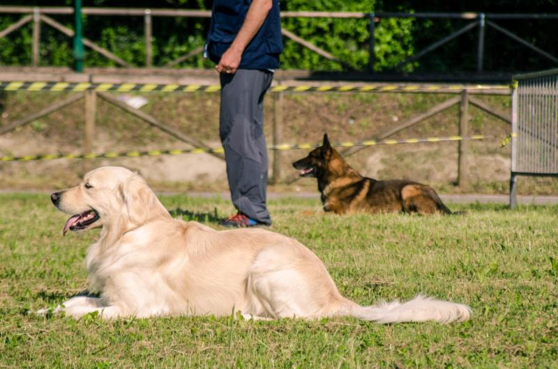 evento-agility-cani-campellomotors-161