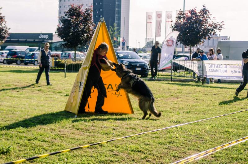 evento-agility-cani-campellomotors-172