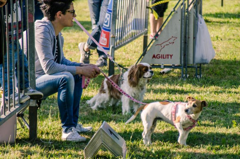 evento-agility-cani-campellomotors-188