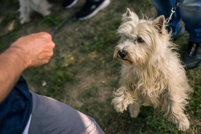 evento-agility-cani-campellomotors-24