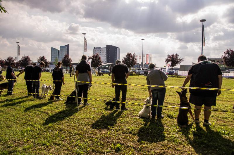 evento-agility-cani-campellomotors-32