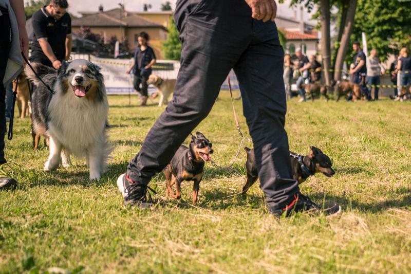 evento-agility-cani-campellomotors-35