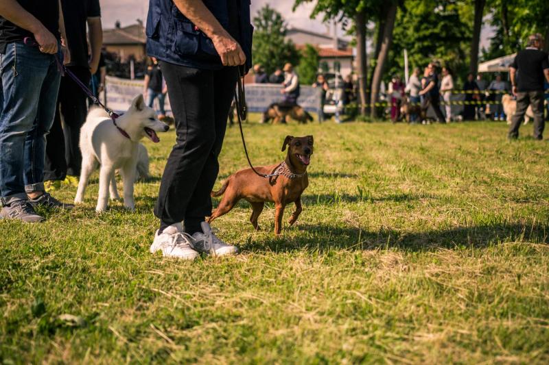 evento-agility-cani-campellomotors-36