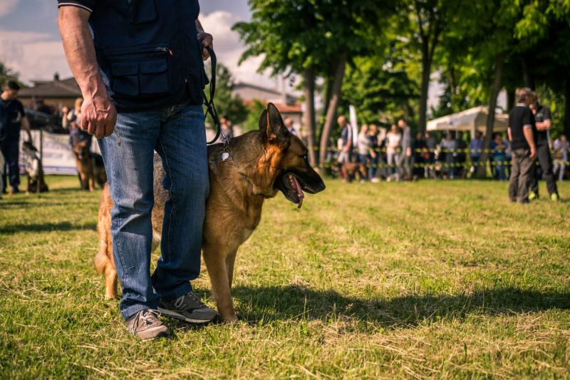 evento-agility-cani-campellomotors-37