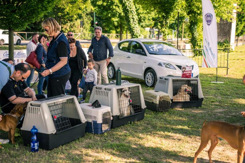 evento-agility-cani-campellomotors-78